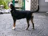 Grosser Schweizer Sennenhund Foto: Leo 16 Monate (ID 14514) Grosser Schweizer Sennenhund Hund