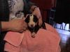 Grosser Schweizer Sennenhund Hund