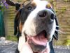 Grosser Schweizer Sennenhund Foto: Ich bin Leo (ID 12574) Grosser Schweizer Sennenhund Hund