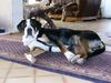 Grosser Schweizer Sennenhund Foto: Is was ? (ID 9697) Grosser Schweizer Sennenhund Hund