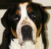 Grosser Schweizer Sennenhund Foto: Leo 1 Jahr alt (ID 10451) Grosser Schweizer Sennenhund Hund
