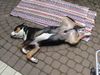 Grosser Schweizer Sennenhund Foto: Leo beim Relaxen (ID 7441) Grosser Schweizer Sennenhund Hund