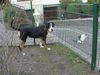 Grosser Schweizer Sennenhund Foto: Leo - Wie kann ich zu der Katze kommen ? (ID 8203) Grosser Schweizer Sennenhund Hund