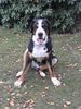 Grosser Schweizer Sennenhund Hund