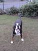 Grosser Schweizer Sennenhund Hund