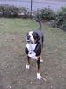 Grosser Schweizer Sennenhund Hund