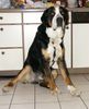 Grosser Schweizer Sennenhund Foto: Leo 1 Jahr alt (ID 9783) Grosser Schweizer Sennenhund Hund