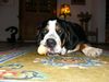 Grosser Schweizer Sennenhund Foto: Leo 1 Jahr alt (ID 9827) Grosser Schweizer Sennenhund Hund
