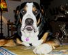 Grosser Schweizer Sennenhund Foto: Leo 1 Jahr alt (ID 9826) Grosser Schweizer Sennenhund Hund