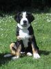Grosser Schweizer Sennenhund Foto: Leo (12 Wochen alt) (ID 7432) Grosser Schweizer Sennenhund Hund