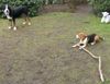 Grosser Schweizer Sennenhund Foto: Leo und sein Freund (ID 9835) Grosser Schweizer Sennenhund Hund