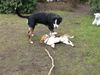 Grosser Schweizer Sennenhund Foto: Leo und sein Freund (ID 9834) Grosser Schweizer Sennenhund Hund