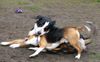 Grosser Schweizer Sennenhund Foto: Leo und sein Freund (ID 9832) Grosser Schweizer Sennenhund Hund