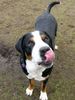 Grosser Schweizer Sennenhund Foto: Leo 1 Jahr (ID 9440) Grosser Schweizer Sennenhund Hund