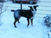 Grosser Schweizer Sennenhund Foto: Leo im Schnee (ID 9466) Grosser Schweizer Sennenhund Hund