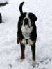 Grosser Schweizer Sennenhund Foto: Leo im Schnee (ID 9465) Grosser Schweizer Sennenhund Hund