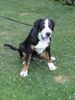 Grosser Schweizer Sennenhund Hund