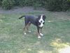 Grosser Schweizer Sennenhund Hund