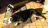Grosser Schweizer Sennenhund Foto: ein Hundeleben (ID 17497) Grosser Schweizer Sennenhund Hund