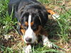 Grosser Schweizer Sennenhund Foto: Maddox wünscht allen die ihn kennen Frohe Ostern (ID 37644) Grosser Schweizer Sennenhund Hund