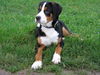 Grosser Schweizer Sennenhund Foto: Maddox,jetzt fast 5 Mon. alt (ID 36191) Grosser Schweizer Sennenhund Hund