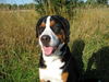 Grosser Schweizer Sennenhund Foto: Maddox,11 Monate alt (ID 38857) Grosser Schweizer Sennenhund Hund
