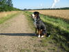 Grosser Schweizer Sennenhund Foto: Maddox,11 Monate alt (ID 38858) Grosser Schweizer Sennenhund Hund