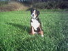 Grosser Schweizer Sennenhund Foto: Maddox,fast 5Mon.alt wünscht allen Zwei-und Vierbeinern einen guten Rutsch und ein gesundes und glückliches Jahr 2007 (ID 36058) Grosser Schweizer Sennenhund Hund