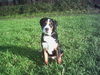 Grosser Schweizer Sennenhund Foto: Maddox wünscht seinen Geschwistern Maja,Floyd,den beiden Balou´s und seinen Eltern ein gesundes und glückliches Jahr 2007 (ID 36086) Grosser Schweizer Sennenhund Hund