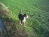 Grosser Schweizer Sennenhund Foto: What´s up? (ID 36059) Grosser Schweizer Sennenhund Hund