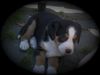 Grosser Schweizer Sennenhund Foto: Das ist unsere Maja !!! (ID 35016) Grosser Schweizer Sennenhund Hund