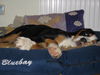 Grosser Schweizer Sennenhund Foto: Maja, 14 Wochen alt. (ID 35406) Grosser Schweizer Sennenhund Hund