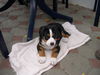 Grosser Schweizer Sennenhund Foto: Maddox mit 8Wochen.Geb.08.08.2006 (ID 35353) Grosser Schweizer Sennenhund Hund