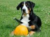 Grosser Schweizer Sennenhund Hund