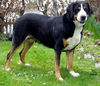 Grosser Schweizer Sennenhund Foto: Mona Lisa (ID 27360) Grosser Schweizer Sennenhund Hund
