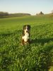 Grosser Schweizer Sennenhund Foto: Floyd grüsst seine Eltern + Geschwister (ID 37509) Grosser Schweizer Sennenhund Hund