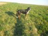 Grosser Schweizer Sennenhund Foto: Auf geht's (ID 37511) Grosser Schweizer Sennenhund Hund