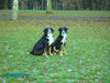 Grosser Schweizer Sennenhund Hund