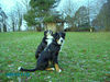 Grosser Schweizer Sennenhund Hund