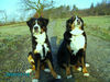 Grosser Schweizer Sennenhund Hund
