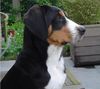 Grosser Schweizer Sennenhund Foto: Grosser Schweizer Sennenhund Hund