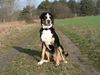 Grosser Schweizer Sennenhund Foto: Pedro 12 Monate (Phanter von der Ruederchen) (ID 20654) Grosser Schweizer Sennenhund Hund