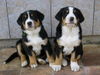 Grosser Schweizer Sennenhund Foto: JENNIFER+JINA from Swiss Star (ID 27377) Grosser Schweizer Sennenhund Hund