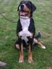 Grosser Schweizer Sennenhund Foto: CARMEN from Swiss Star (ID 27374) Grosser Schweizer Sennenhund Hund