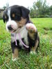 Grosser Schweizer Sennenhund Foto: Jathos-Jose from Swiss Star (ID 26576) Grosser Schweizer Sennenhund Hund