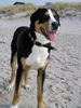 Grosser Schweizer Sennenhund Foto: Pedro 11 Monate (Phanter von der Ruederchen) (ID 20653) Grosser Schweizer Sennenhund Hund