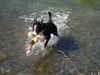 Grosser Schweizer Sennenhund Foto: ARGO (ID 37996) Grosser Schweizer Sennenhund Hund