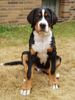 Grosser Schweizer Sennenhund Foto: ARGO (ID 34628) Grosser Schweizer Sennenhund Hund