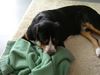 Grosser Schweizer Sennenhund Foto: Napoleon beim kampf mit seiner Decke (ID 15809) Grosser Schweizer Sennenhund Hund