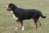 Grosser Schweizer Sennenhund Foto: Napoleon (ID 9905) Grosser Schweizer Sennenhund Hund